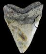 Bargain, Megalodon Tooth - North Carolina #54897-1